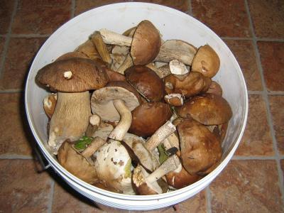 蘑菇, 自然, 秋天, 白蘑菇
