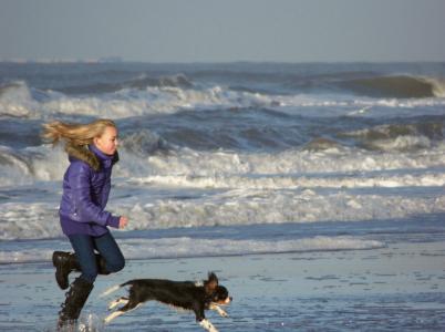 女孩, 狗, 海, 海滩, zandvoort, 竞赛, 戏剧