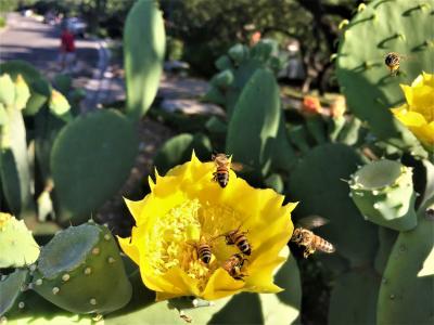 蜜蜂, 仙人掌花, 黄色