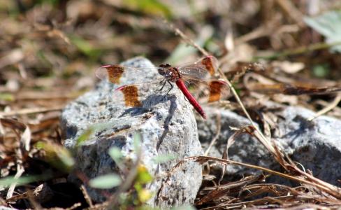 蜻蜓, 红蜻蜓, 石头, 秋天, 乾草, 双翅目, 昆虫