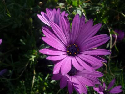 紫色的小花, 野生花卉, 花丁香, 花, 花瓣