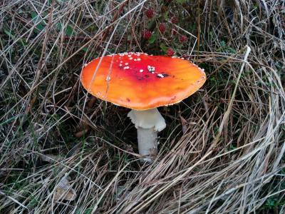 飞金顶, 蘑菇, 自然, 森林, 红色飞木耳蘑菇, 有毒, 秋天