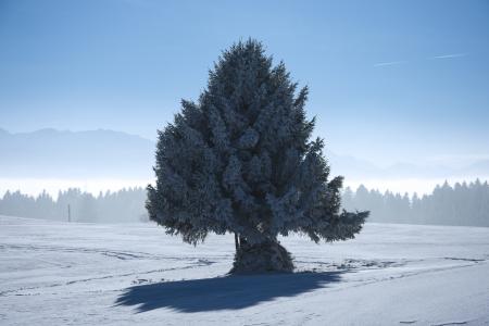 冬天, 树, 自然, 雪, 寒冷, 景观, 感冒