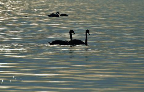 天鹅, 剪影, 水, 康斯坦茨湖, 动物世界, 湖, 鸟