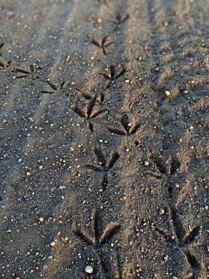 沙子, 足迹, 鸟, 自然