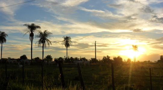 日落, 棕榈树, 巴拉圭, 景观, 自然, 夏季, 太阳