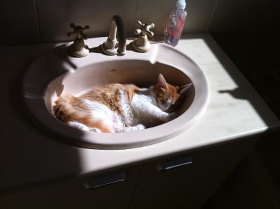 猫, 睡觉, 洗碗, 盆地, 小猫, 宠物, 猫科动物