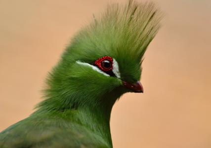 几内亚 turaco, 鸟, 绿冠, 异国情调, 野生动物, 多彩