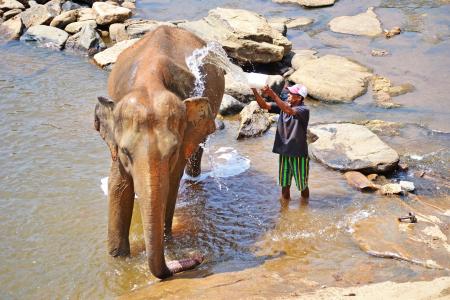 大象, 浴, 欧河, 斯里兰卡, pinnawala, 锡兰, 大象孤儿院
