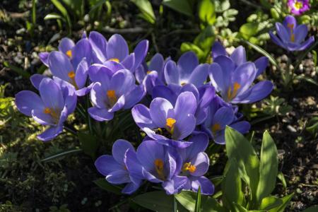 春天, 番红花, 花, 紫色, 自然, 开花, 绽放