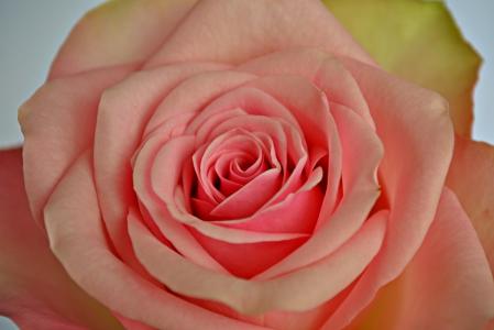 花, 玫瑰, 粉红色的玫瑰, 粉红色的花, 自然, 园林植物, 柔和的颜色