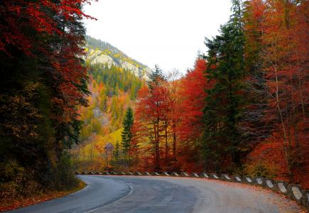 林道, 秋天, 树木, 道路, 森林, 自然, 景观