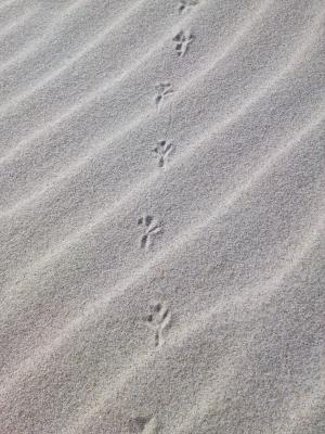 痕迹, 沙子, 海滩, 沙丘, 鸟, 波罗地海, 印记
