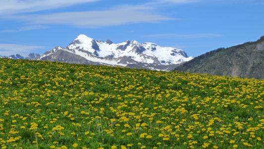 景观, 山, 自然, 阿尔卑斯山, 徒步旅行, 春天, 高山草场
