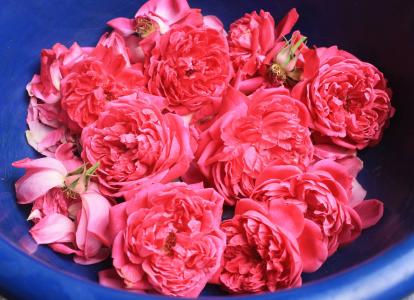 新鲜玫瑰, 花香, 芳香疗法, 花