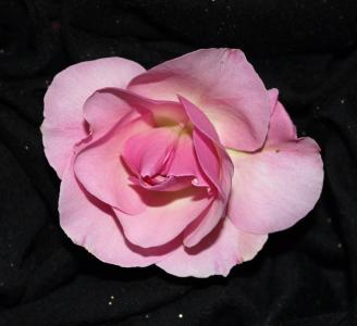 sant jordi, 罗莎, 粉红色的背景, 黑玫瑰, 花, 自然, 粉色