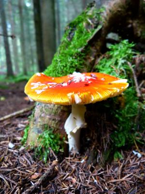 飞金顶, 蘑菇, 红色飞木耳蘑菇, 有毒, 发现, 秋天, 森林