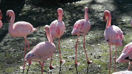 粉红色的火烈鸟, 火烈鸟, 条例草案, 异国情调, 自然, 动物园, 野生动物摄影