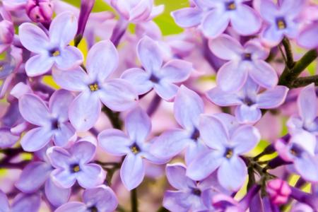 丁香, 紫罗兰色, 粉色, 香味, 春天, 自然, 花