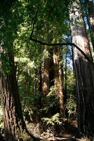 红木, 巨人, 树木, 加利福尼亚州, 路径, 自然, 高