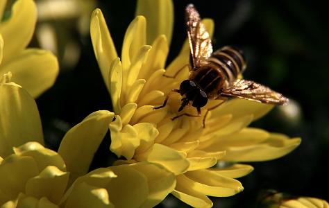 菊花, 蜜蜂, 光明, 昆虫, 自然, 花粉