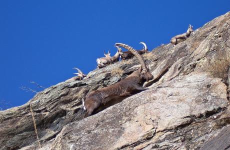 ibex, 男子, 女性, 攀岩, 动物, 野生动物, 自然