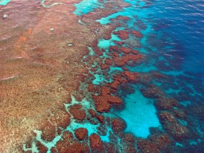 大堡礁, 跳水, 珊瑚, 海洋, 太平洋, 鸟瞰图, 澳大利亚