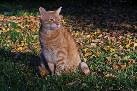 猫, 宠物, 在草地上, 叶子, 秋天