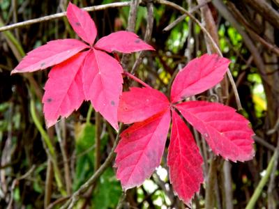 叶子, 红色, 秋天, 植物, 自然, 秋天, 森林