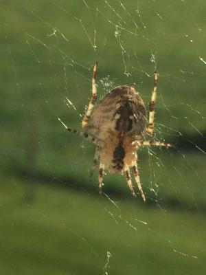 蜘蛛, 蜘蛛网, 印度夏季
