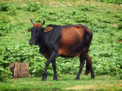 瘤牛, 斯里兰卡, 母牛, 牛, 母母牛, 自然, 外面