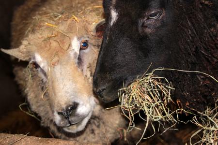 羊, 黑羊, 白羊, 动物, 喂养, 吃, 干草