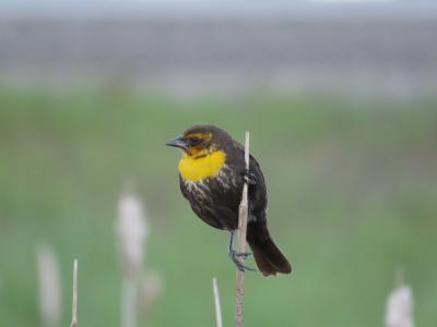 雌性黄头黑鸟, 黑鹂, 沼泽鸟, 黄头, 鸟, 自然, 栖息