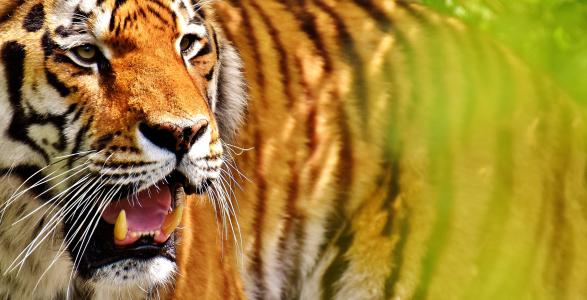 老虎, 捕食者, 毛皮, 美丽, 危险, 猫, 野生动物摄影