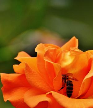上升, 蜜蜂, 橙色, 开花, 绽放, 花, 橙色玫瑰