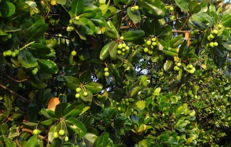 叶子, 水果, 螺母, 植物区系, 卡纳塔克, 印度, 亚历山大月桂树