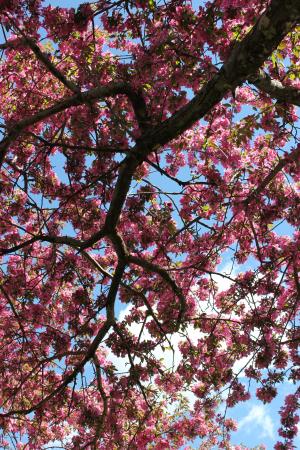 树, 花, 开花, 分公司, 绽放, 粉色, 自然