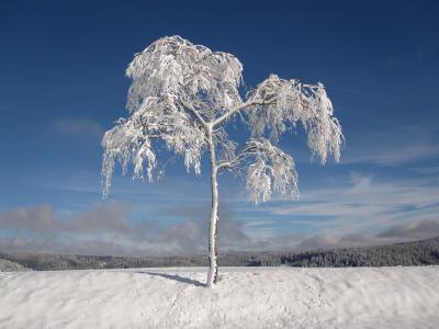 冬天, 白雪皑皑, 冷杉, 圣诞节, 感冒, 雪, 白色