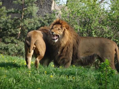 狮子, 动物, 野生动物园, 流浪猫, 动物园, 自然, 非洲动物