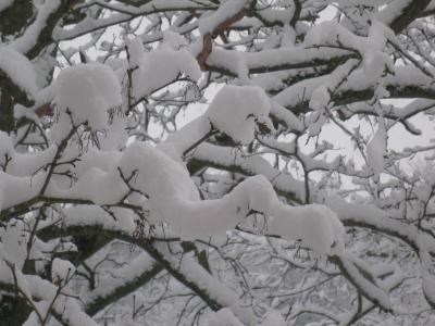 冬天, 树, 雪, 冬天的树, 冻结, 1 月, 森林