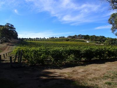 葡萄藤, 澳大利亚葡萄园, 葡萄栽培, 景观, 澳大利亚, 树木, 蓝蓝的天空