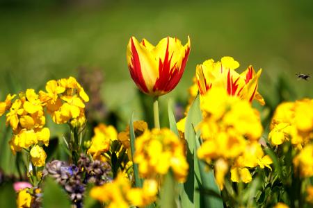 花, 黄色, 黄色的花, 自然, 春天, 花香, 夏季