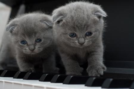 猫, 猫, 基蒂, 钢琴, 看着相机, 家猫, 动物
