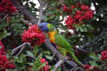 彩虹澳洲鹦鹉, 多彩, 鸟, 鸟类, 蓝色, 黄色, 绿色