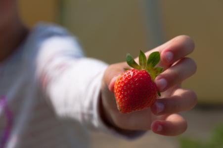 草莓, 手, 儿童, 水果, 浆果, 人类身体的一部分, 人类的手