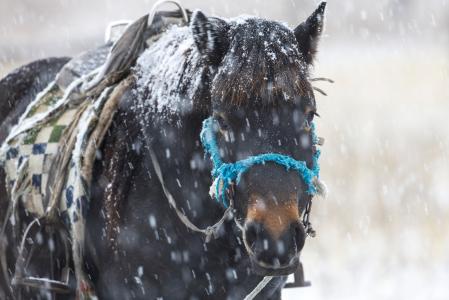 在冬天, 马, 降雪量, 耐心, 鲍嘉村, 蒙古, 雪