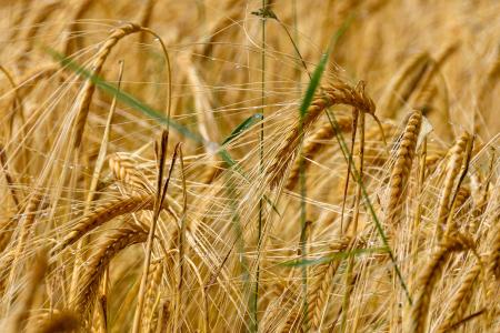 小麦, 谷物, 字段, 粮食, 农业, 植物, 食品