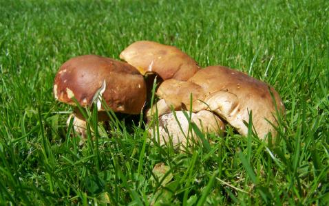 蘑菇, 棕色, 食用