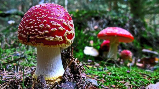 飞金顶, 蘑菇, 森林, 自然, 红色飞木耳蘑菇, 真菌, 毒蕈