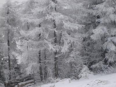冬天, 山脉, 雪, 树, 自然, 森林, 低温
